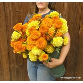 Open image in slideshow, Marigolds, Giant Orange & Yellow by Renee's Garden