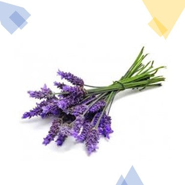 Essential Oil Organic Lavender by T-Zone Health Inc., 10ml