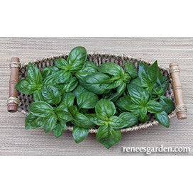 Basil Italian Pesto, Kitchen Herb by Renee's Garden