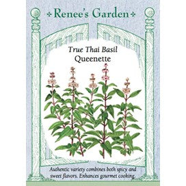 Basil Queenette Thai: True Thai Basil by Renee's Garden