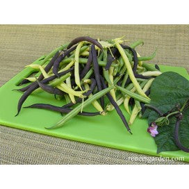 Beans, Bush Tricolor: Gold Purple & Green by Renee's Garden