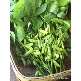Beans, Edamame, Soy Beans by Renee's Garden