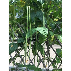 Beans Pole, Yard Long Noodle King by Renee's Garden