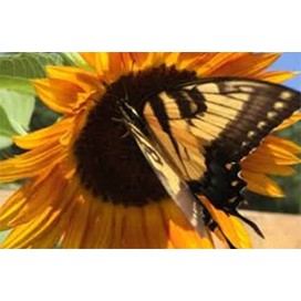 Butterfly Garden: Bonus Pack by Renee's Garden