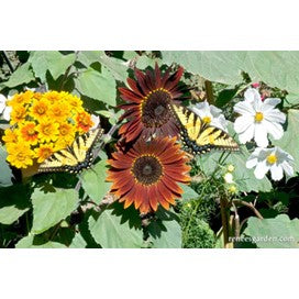 Butterfly Garden: Bonus Pack by Renee's Garden