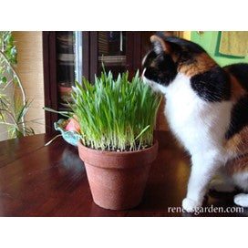 Gourmet Greens Cat Treats by Renee's Garden