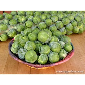Brussels Sprouts Hestia by Renee's Garden
