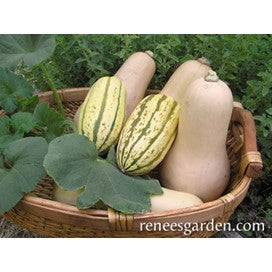 Early Butternut and Delicata Squash, Compact Winter by Renee's Seeds