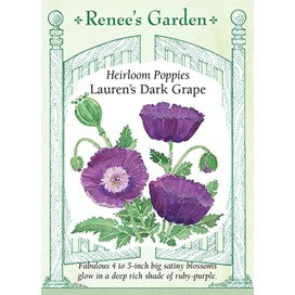 Poppies, Heirloom , California, Lauren's Dark Grape