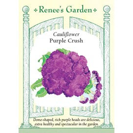 Cauliflower Purple Crush by Renee's Garden