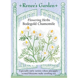 Chamomile, Bodegold by Renee's Garden