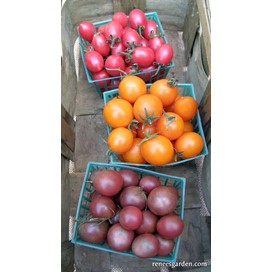 Cherry Tomato Trio: Organic Seet Treats by Renee's Garden