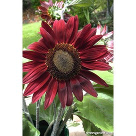 Ornamental Sunflower: Chocolate Cherry by Renee's Garden