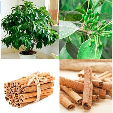 Cinnamon Organic Essential Oil (Ceylon) by Floracopeia 15 ml.