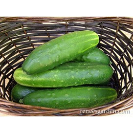 Cucumber, Heirloom , Organic, Straight Eight by Renee's Garden
