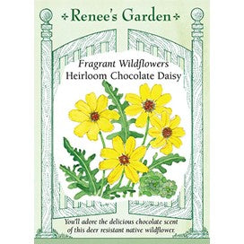 Daisy, Chocolate, Heirloom by Renee's Garden