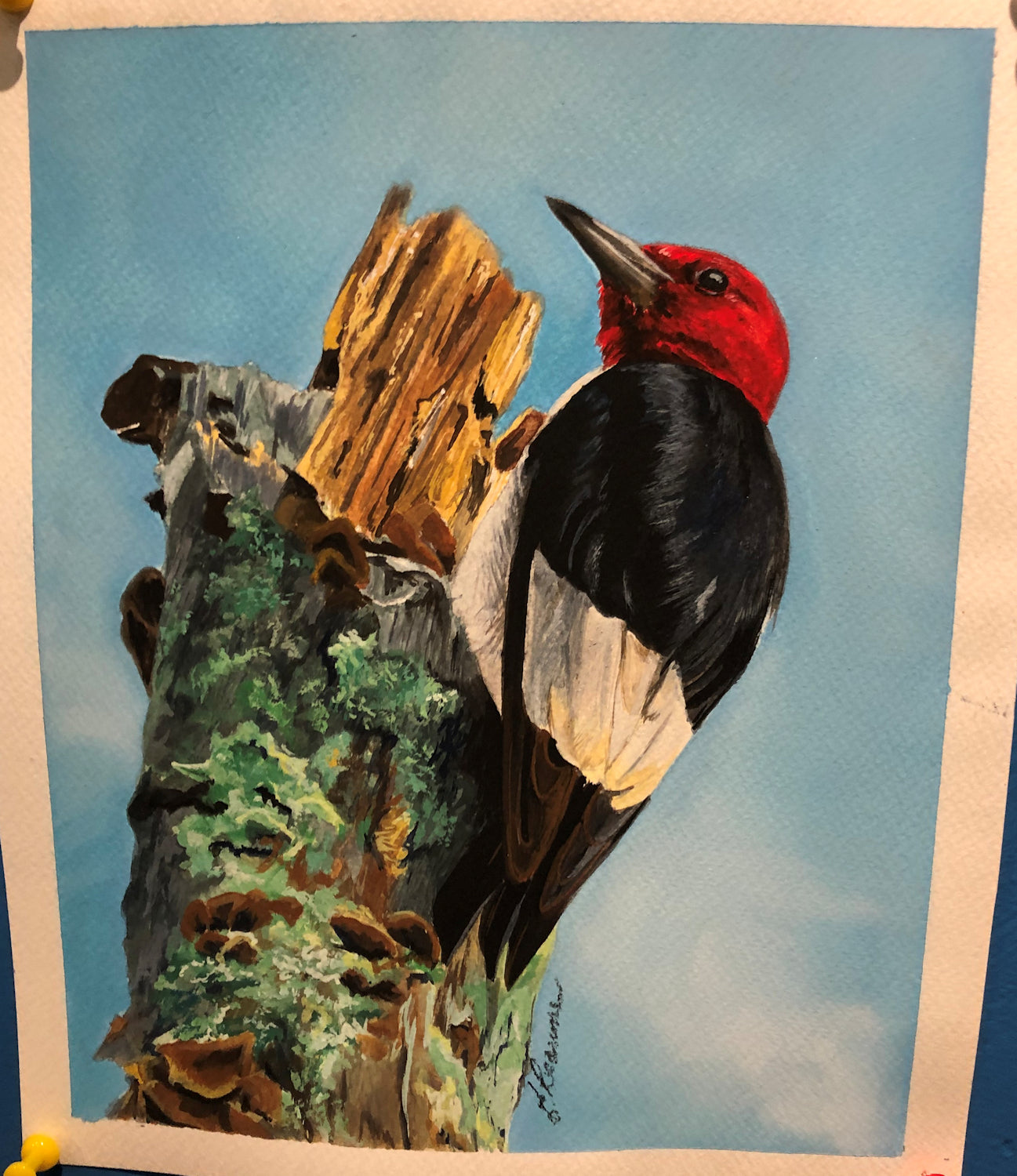Original Gouache Painting by Elaine Reaume, Signed on Acid Free Paper: Red Headed Woodpecker