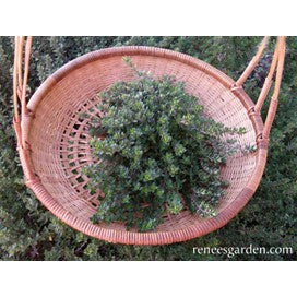 English Thyme: Heirloom, Organic by Renee's Garden