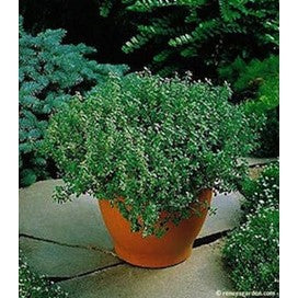 French Thyme by Renee's Garden