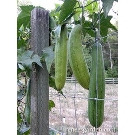 Gourds, Compact Vining, Bath Loofahs by Renee's Garden