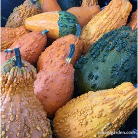 Gourds, Ornamental Giant Harvest, by Renee's Garden
