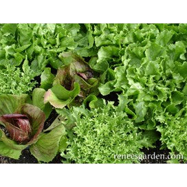 Greens, Crispy Winter: Signature Salads by Renee's Garden