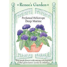 Heliotrope by Renee's Garden