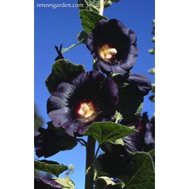 Hollyhocks, Black watchman-Heirloom by Renee's Garden