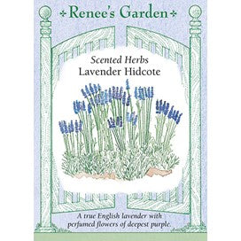 Lavender Hidecote by Renee's Garden
