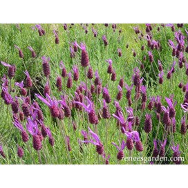 Lavender: Mediterranean, Spanish: Purple Ribbons by Renee's Garden