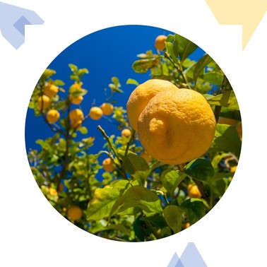 Lemon Organic Essential Oil by Floracopeia 15ml.