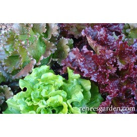 Lettuce Red & Green European Bouquet by Renee's Garden