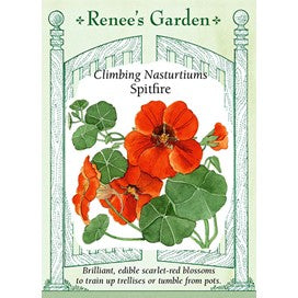 Climbing Nasturtiums by Renee's Garden