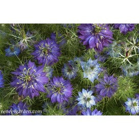 Nigella, Love in the Mist, Persian Blue, Heirloom by Renee's Garden