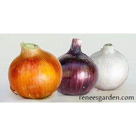 Onion Rainbow Trio by Renee's Garden