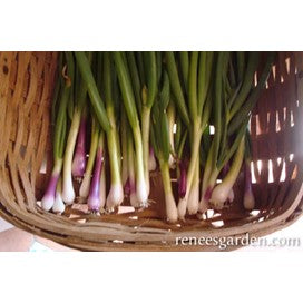 Onions, Salad Scallions Delicious Duo by Renee's Garden