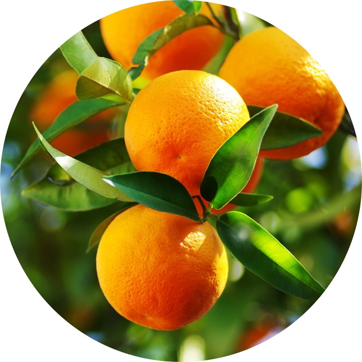 Orange, Essential Oil, Organic, 59 ml by Nature's Alchemy