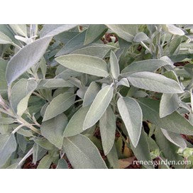 Italian Aromatic Sage: Heirloom Kitchen Herb by Renee's Garden