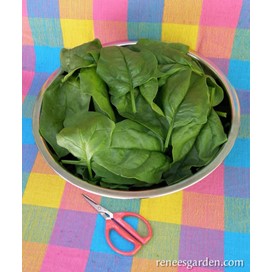 Spinach: Gangbusters: Organic by Renee's Garden