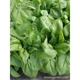 Spinach: Gangbusters: Organic by Renee's Garden