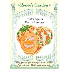 Winter Squash: Festival Acorn by Renee's Seeds