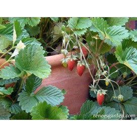 Strawberry Alpine Mignonette by Renee's Garden