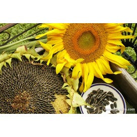 Sunflower: Edible Snackseed by Renee's Garden