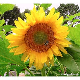 Van Gogh Sunflower: Ornamental by Renee's Seeds