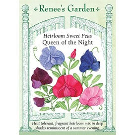 Sweet Pea: Queen of Night Heirloom by Renee's Garden