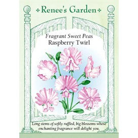 Sweet Pea: Fragrant Rasberry Twirl by Renee's Seeds