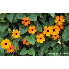 Old-Fashioned Thunbergia: Black Eyed Susan Vine by Renee's Garden