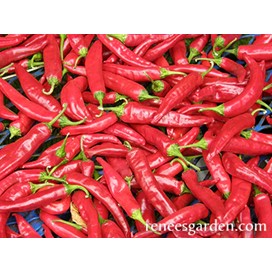 Lhasa Tibet Chile Peppers
