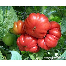 Tomato Costoluto Genovese, Italian Heirloom by Renee's Garden