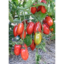 Tomato: Italian San Marzano, Organic Heirloom Sauce Tomatoes by Renee's Garden